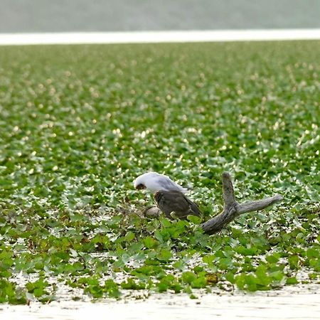 Apartman Skadarsko Jezero Bay Vranjina Dış mekan fotoğraf