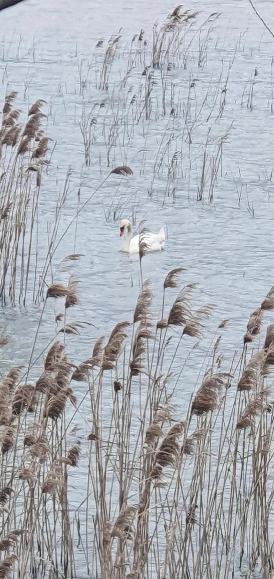 Apartman Skadarsko Jezero Bay Vranjina Dış mekan fotoğraf