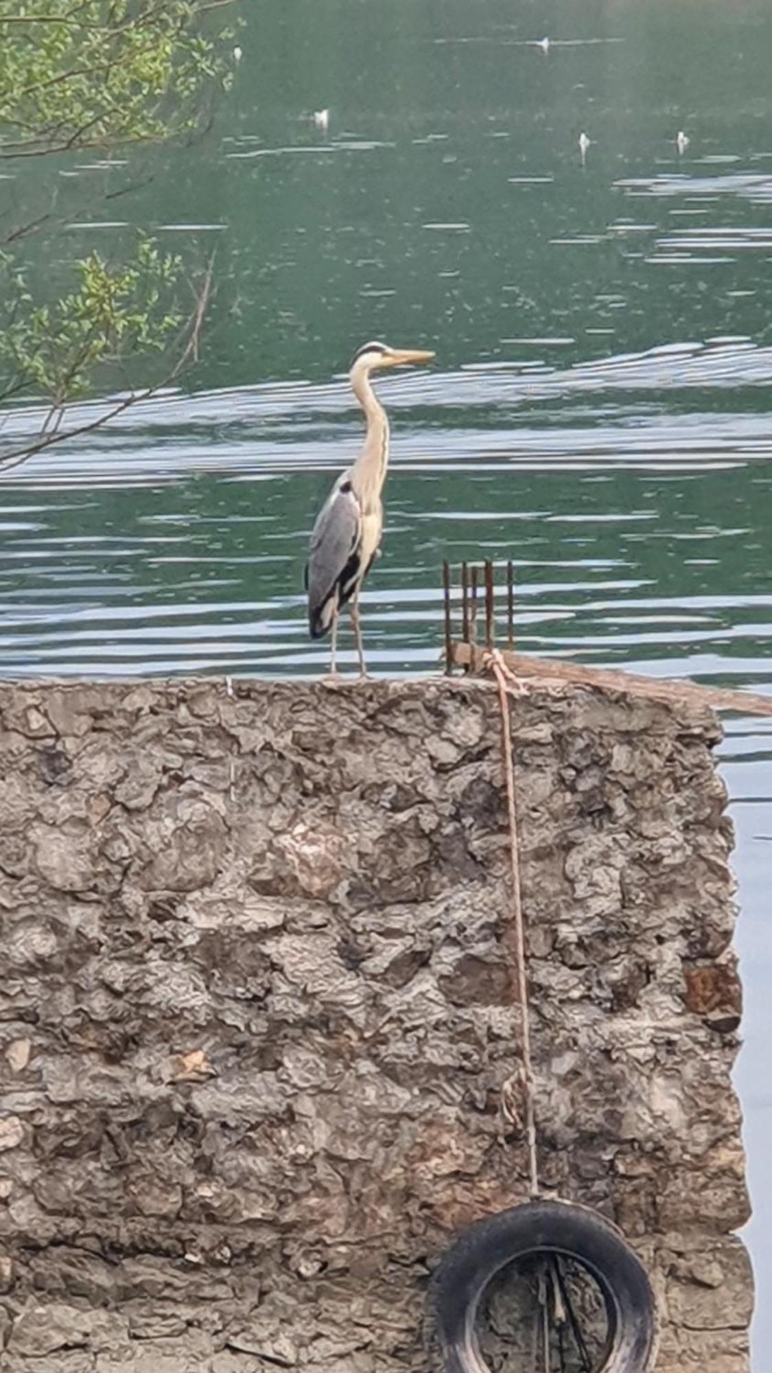 Apartman Skadarsko Jezero Bay Vranjina Dış mekan fotoğraf